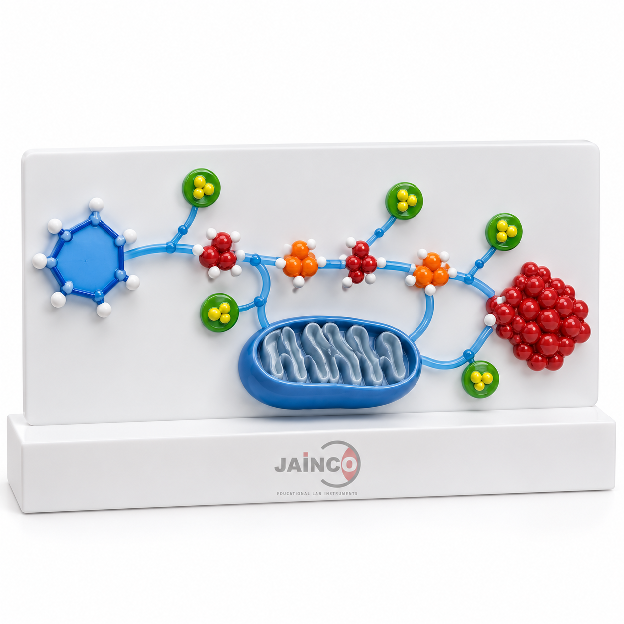 Anthimus Glucose Metabolism Model